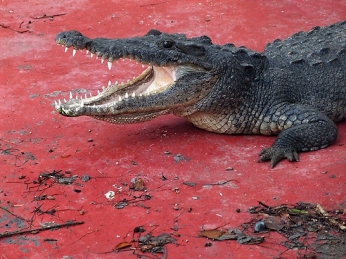 club-med-cancun-crocodile.jpg