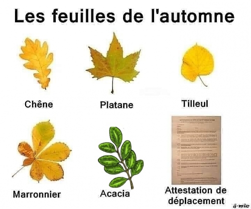 Les Feuilles de l'automne.jpg