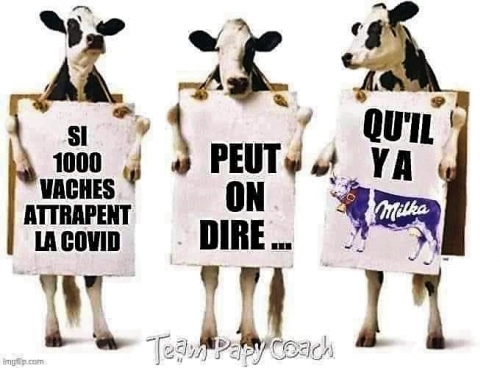 Vaches.jpg