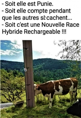 Vache.jpg