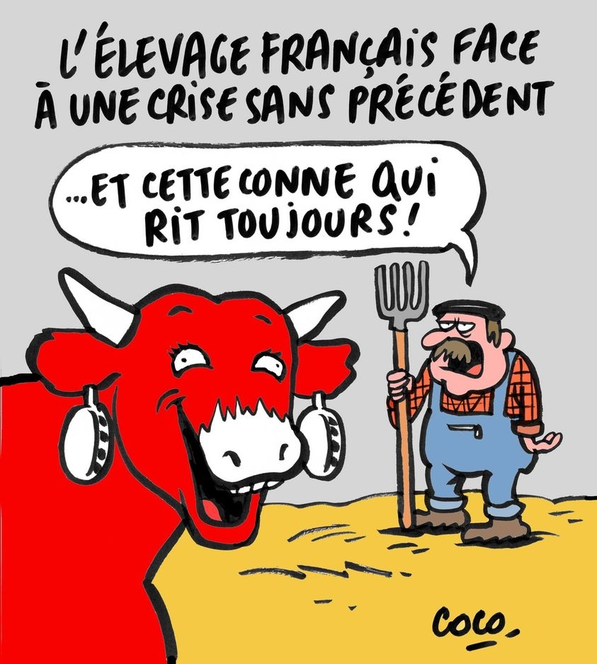 Vache.jpg