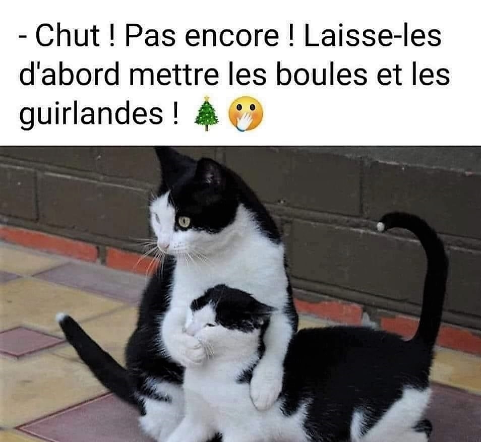 Chats en embuscade.jpg