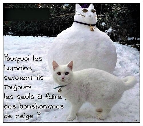 Chat Blanc.jpg