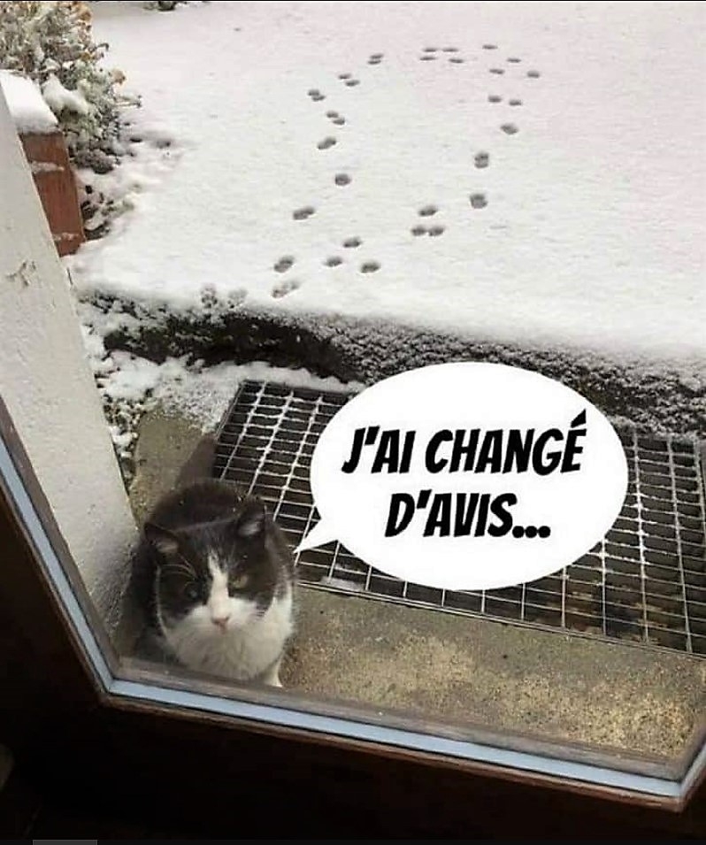 Chat Neige.jpg