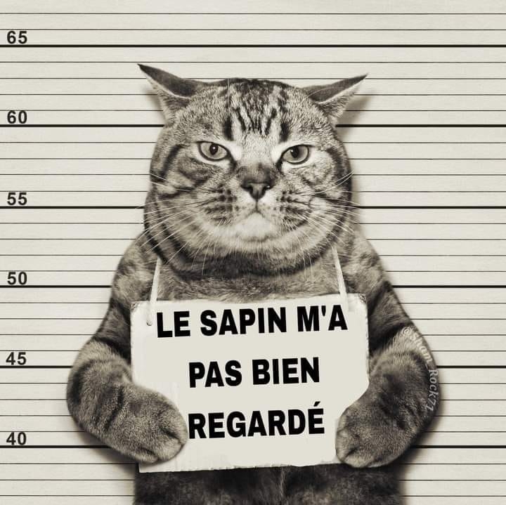 Chat Sapin.jpg