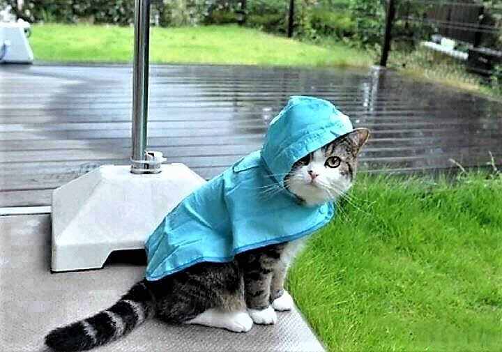 Chat Pluie.jpg