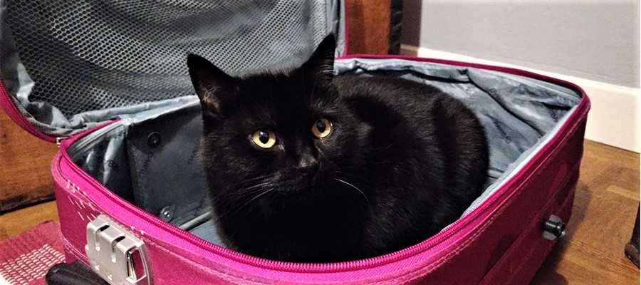 Chat Noir Valise Rose.jpg