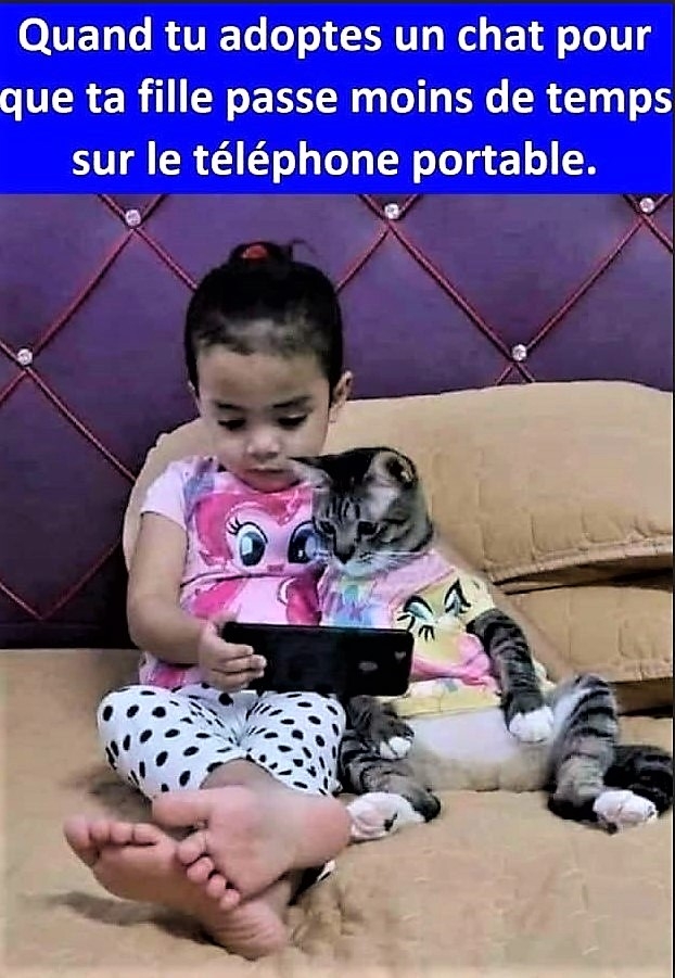 Adopte un chat.jpg