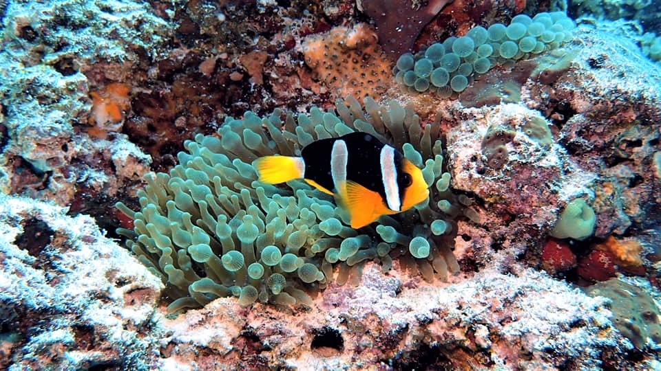 Poisson Clown Kani.jpg